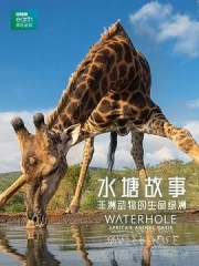 水塘故事:非洲动物的生命绿洲